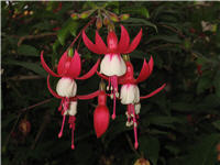 Fucshia blooms